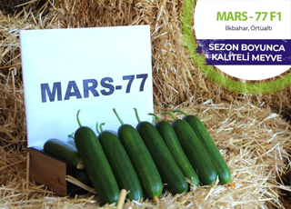 Sezon boyunca kaliteli meyve: MARS - 77 F1